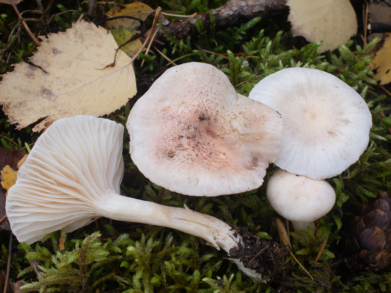 Hygrophorus queletii Hygrophorus roseodiscoideus